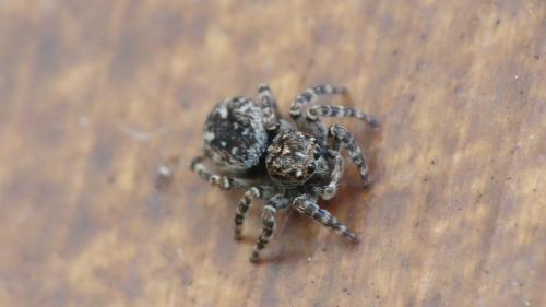 Réf. 352 106 : Attulus pubescens